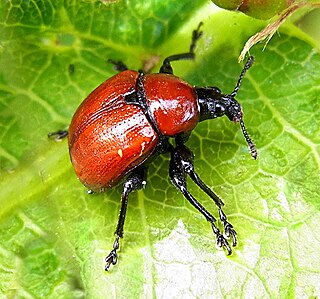 <i>Attelabus nitens</i> Species of beetle