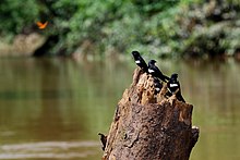 white-banded swallow (Atticora fasciata) on the Tiputini River in Yasuni National Park Atticora fasciata -Rio Tiputini, Yasuni National Park, Ecuador-8.jpg