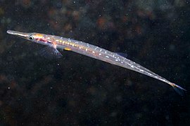 Aulorhynchus flavidus, Monterey.jpg