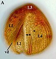 Auranticordis (Cercozoa: Marimonadida)