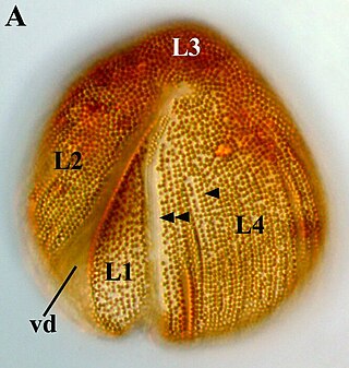 <i>Auranticordis</i> Genus of single-celled organisms