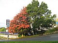 Autumn contrasts (4052718272).jpg