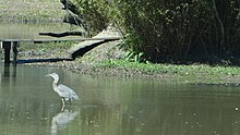 Egret on Avery Island