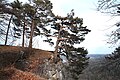 Bäume beim Hangender Stein