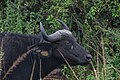 * Nomination African buffalo (Syncerus caffer), Lake Mburo National Park, Uganda --Poco a poco 20:41, 4 June 2024 (UTC) * Critique requise