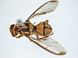 Bactrocera tau dorsal.jpg