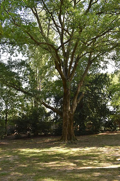 File:Bagolaro, parco Massari (Ferrara) 0.jpg