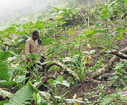 A Bakweri farmer working on his taro field on the slopes of Mount Cameroon (2005)