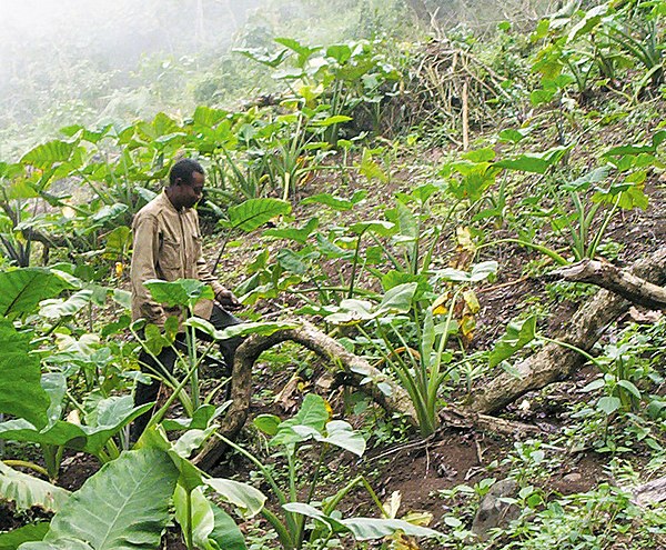 Warga Kamerun ini membudidayakan tanaman pada level subsisten seperti kebanyakan petani di wilayah sub-sahara