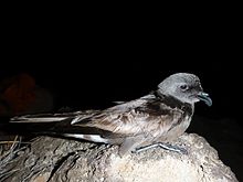 Band rumped storm petrel Andre Raine KESRP (21789178016).jpg