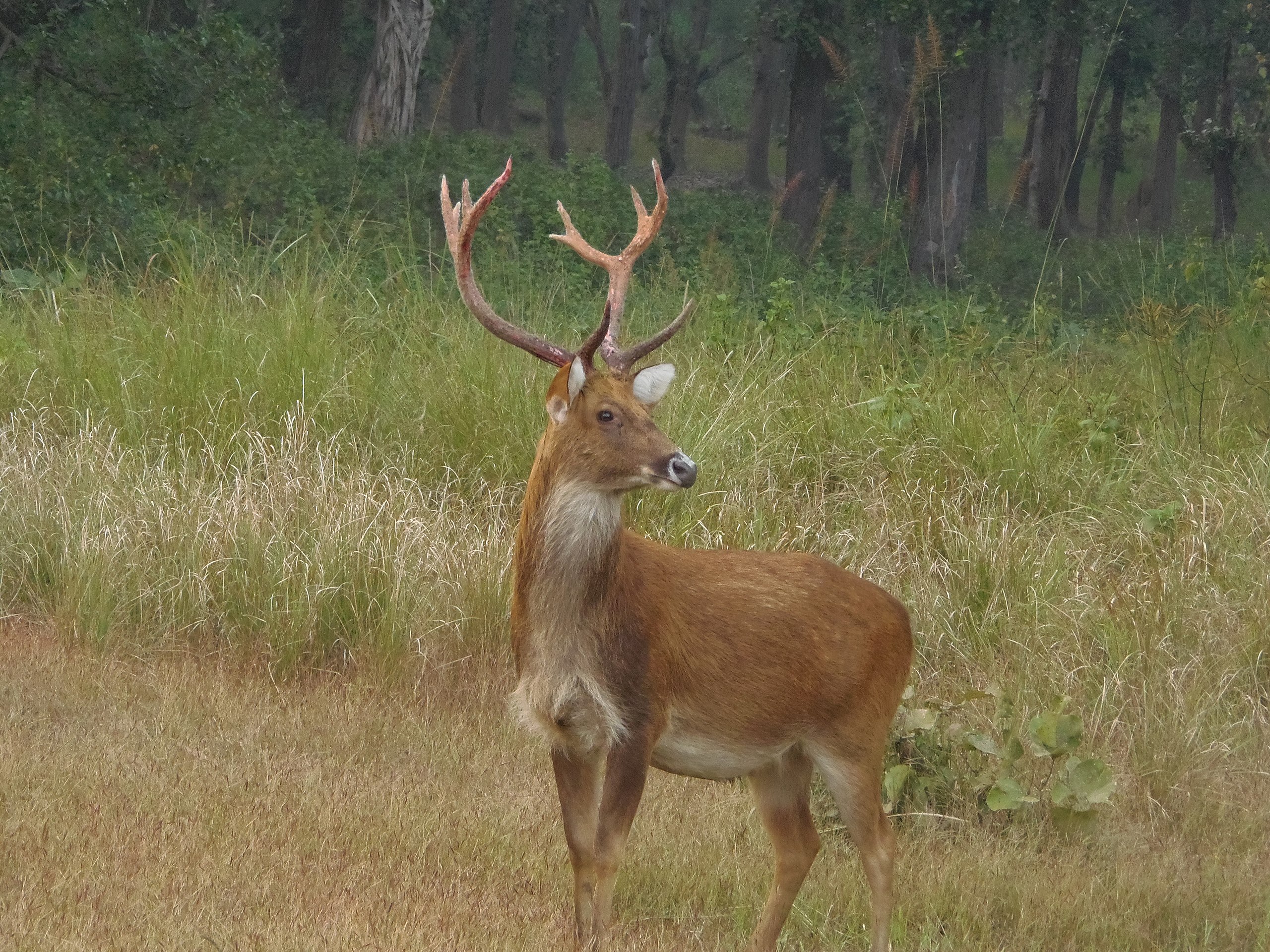 Barasingha Deer Art for Sale - Pixels