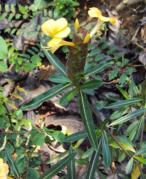 File:Barleria lupulina 08.JPG