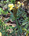 Barleria lupulina