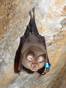 Bat(20070605).jpg