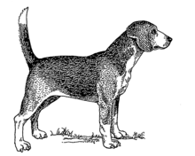 Beagle (PSF).png