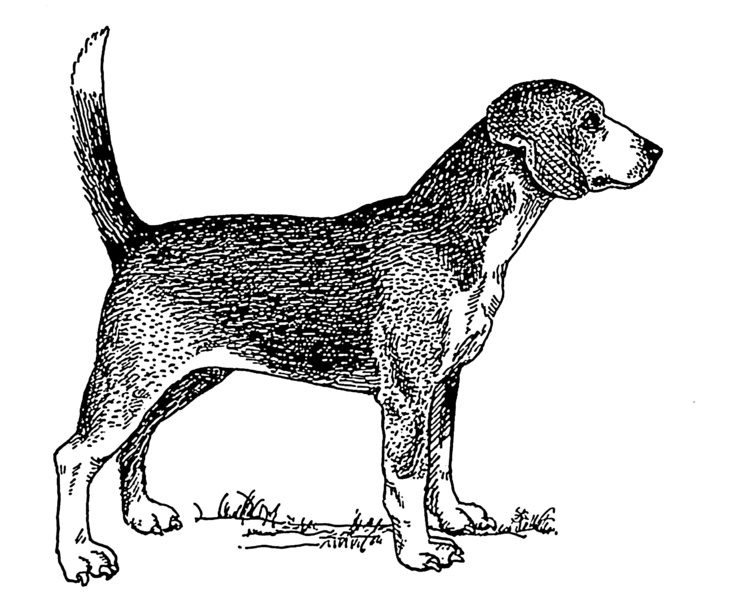 File:Beagle (PSF).png