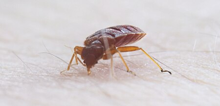 Fail:Bedbug002.jpg