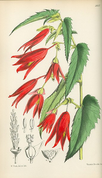 File:Begonia boliviensis 2.jpg