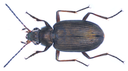 Miniatura para Bembidion striatum