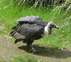 Voitre de Bengala (Gyps bengalensis)