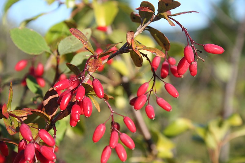 File:Berberis vulgaris - img 19287.jpg