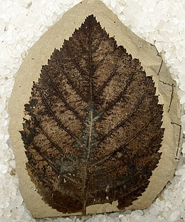 <i>Betula leopoldae</i> Extinct species of flowering plant