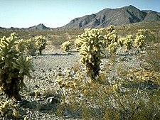 Bigelow Cholla Garden Wilderness Bigcholla.jpg