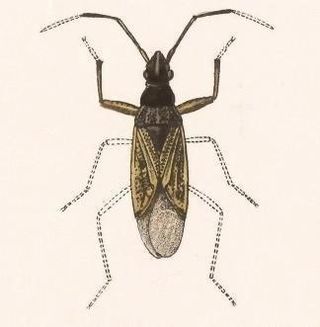 <i>Ligyrocoris</i> Genus of true bugs