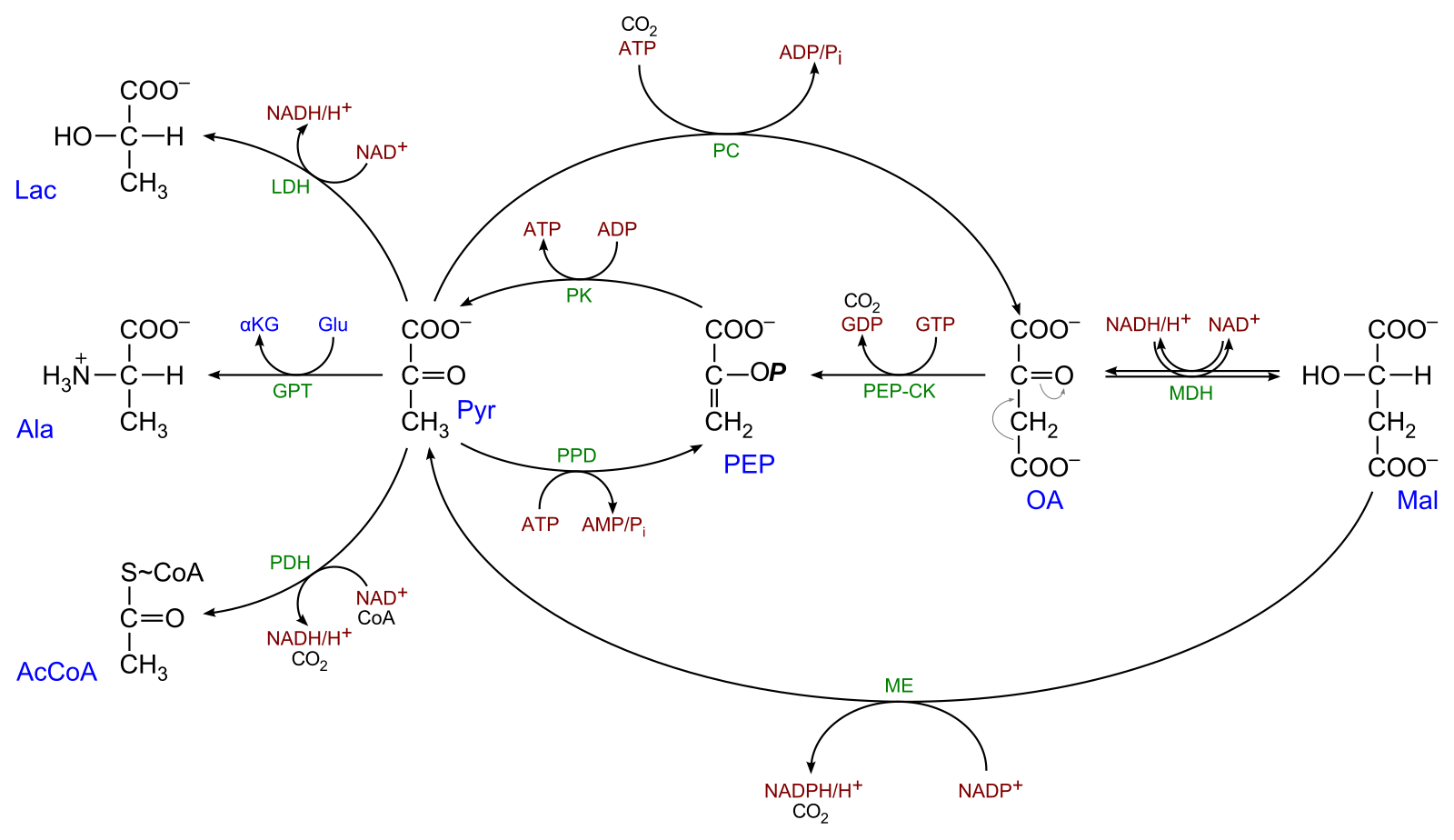 Кетокислоты аминокислот. Пируват карбоксилаза. Фосфоенолпируваткарбоксилазы. Фосфоенолпируваткарбоксикиназа механизм. Пируват карбоксилаза механизм.