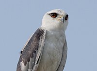 Black Shouldered Kite