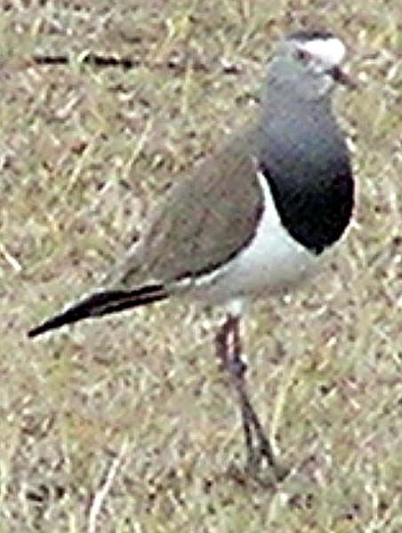 File:Black-winged Lapwing, Debre Berhan, Ethiopia.jpg