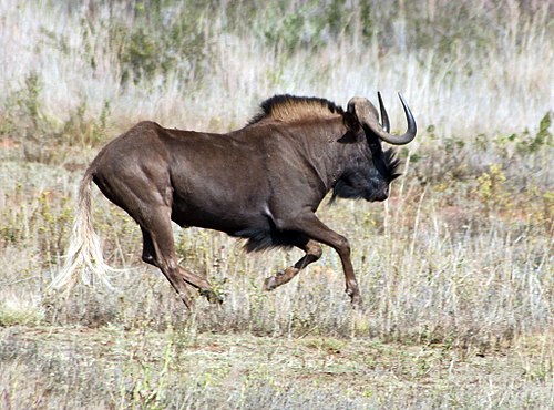 Black Wildebeest.jpg