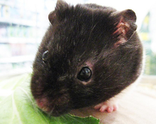 black and white hamsters