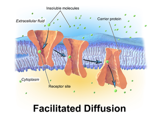 Facilitated diffusion.