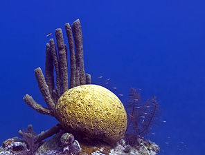Корали у великому белізькому рифі