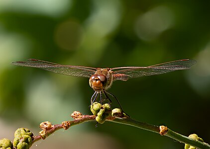 Blutrote Heidelibelle (Sympetrum sanguineum) -20230916-RM-123712