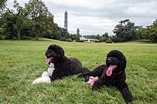 Bo and Sunny Bo and Sunny the Obama family dogs on the South Lawn of the White House 2013-08-19.jpg