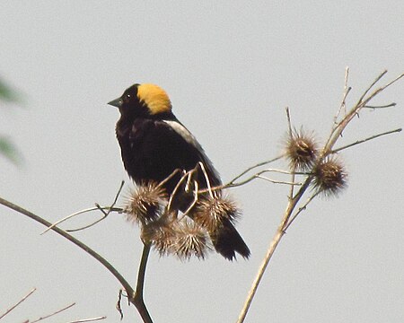 Bobolink, Mer Bleue.jpg