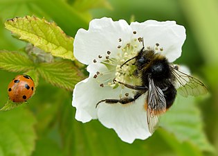 En humla, Bombus lapidarius suger nektar och pollinerar. Nyckelpigans avsikt är oklar.