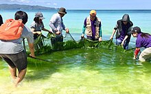 Cleanup of algae in Boracay Boracay algal bloom cleanup.jpg