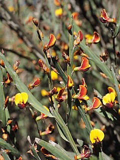 <i>Bossiaea grayi</i> Species of flowering plant