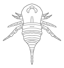 Reconstruction of Brachyopterus, the earliest known rhenopterid. Brachyopterus.png