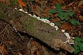 Bracket fungus growing on a decaying Douglas Fir log, with Redwood Sorrel greenery.