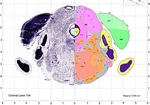 Gene representation of the LRRN3 gene in the brain. Brain Atlas.jpg