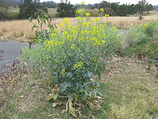 Brassica napus plant10 (14494288548).jpg