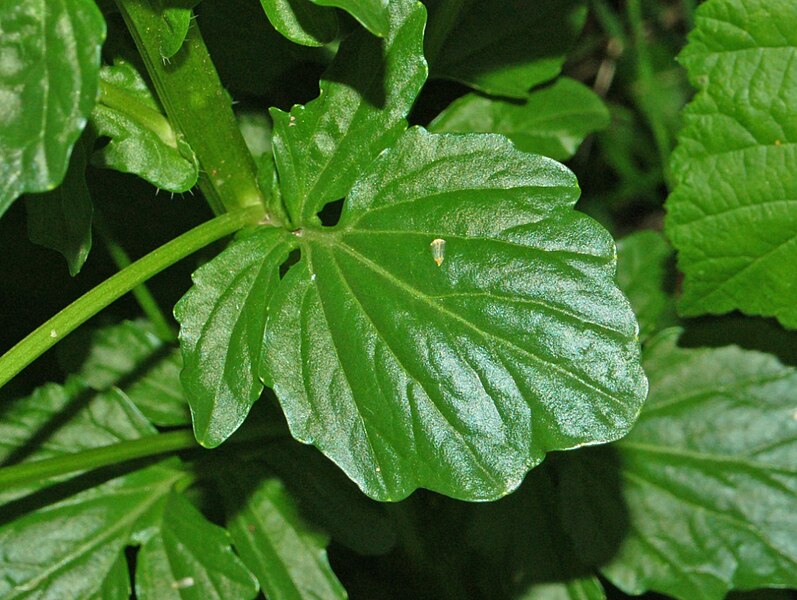 File:Brassicaceae - Barbarea vulgaris.JPG