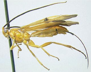 <i>Braunsia</i> (wasp) Genus of wasps