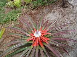 Bromelia balansae