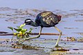 Bronze-winged jacana