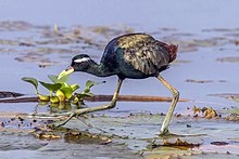 Bronz kanatlı jacana (Metopidius indicus) .jpg